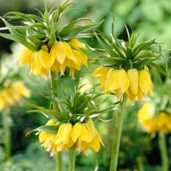 Yellow Crown Imperial -Cheap Plant & Flowers Store fritillariayellow1 1