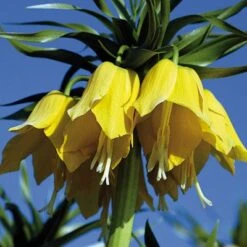 Yellow Crown Imperial -Cheap Plant & Flowers Store fritillariayellow 1