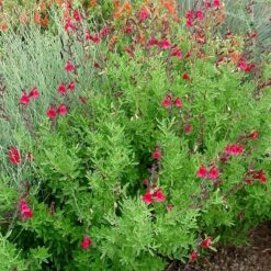 Furman's Red Texas Salvia -Cheap Plant & Flowers Store furmans red texas salvia