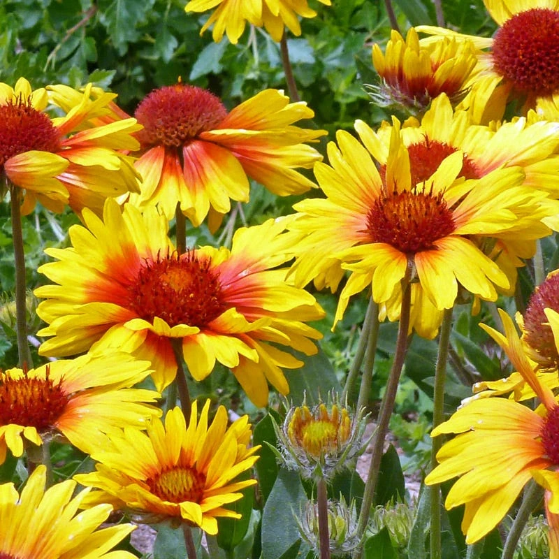Amber Wheels Gaillardia 3 Amber Wheels Gaillardia