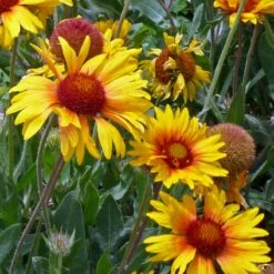 Amber Wheels Gaillardia 7 Amber Wheels Gaillardia -Cheap Plant & Flowers Store gaillardia aristida amber wheels 4