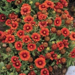 Arizona Red Shades Gaillardia -Cheap Plant & Flowers Store gaillardia arizona red shades flowers