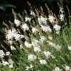 Intermountain Beauty Gaura -Cheap Plant & Flowers Store gaura lindheimeri intermountain white appleblossom grass