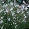 Snow Fountain Gaura 1 Snow Fountain Gaura -Cheap Plant & Flowers Store gaura snow fountain 003 plant haven