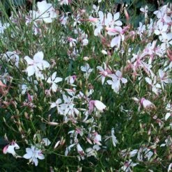 Snow Fountain Gaura -Cheap Plant & Flowers Store gaura snow fountain plant haven