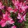 Whiskers Deep Rose Gaura -Cheap Plant & Flowers Store gaura whiskers deep rose 2 1