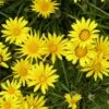 Colorado Gold® Gazania -Cheap Plant & Flowers Store gazania linearis colorado gold treassure flower