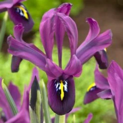 George Specie Iris (Mini Iris) -Cheap Plant & Flowers Store george mini iris specie iris purple
