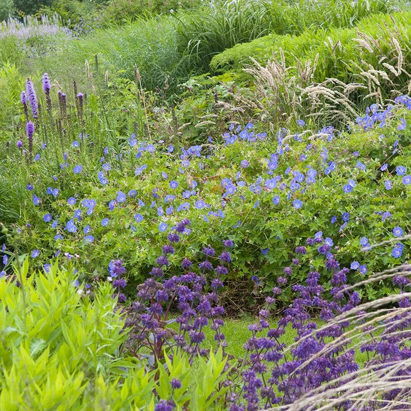 Johnson's Blue Geranium 4 Johnson's Blue Geranium - Image 2