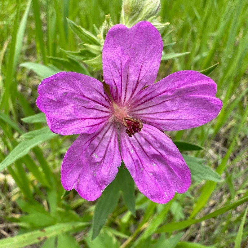 Sticky Geranium 3 Sticky Geranium