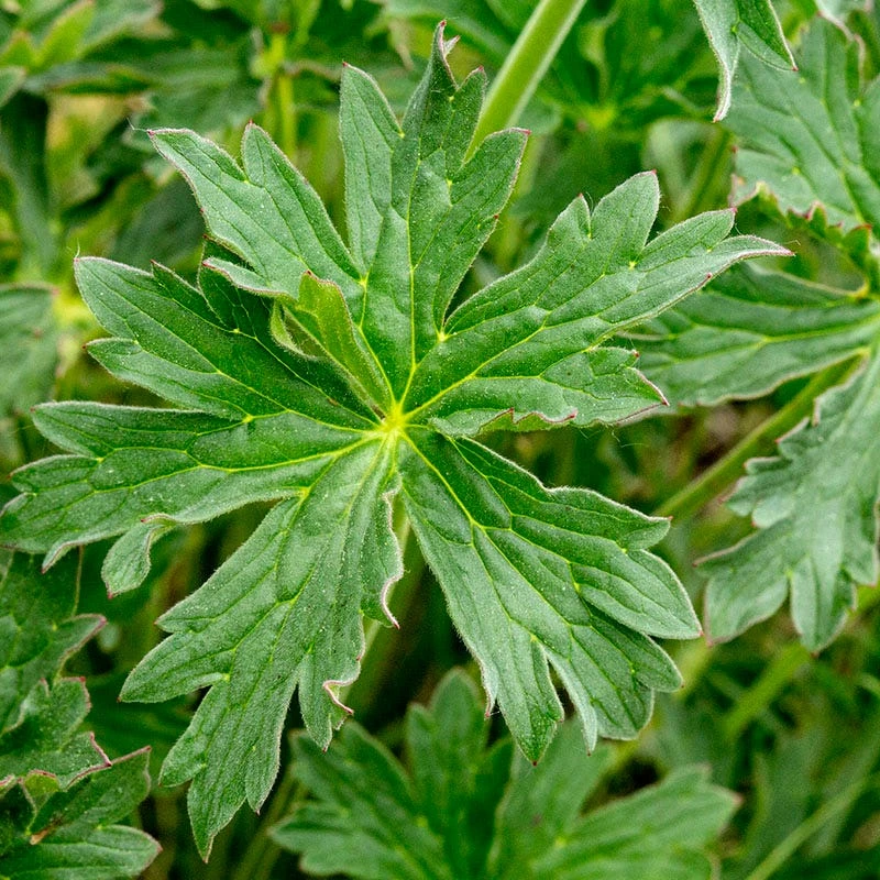 Sticky Geranium 4 Sticky Geranium - Image 2