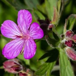 Sticky Geranium 8 Sticky Geranium -Cheap Plant & Flowers Store geranium viscosissimum 3