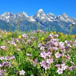 Sticky Geranium 9 Sticky Geranium -Cheap Plant & Flowers Store geranium viscosissimum 4