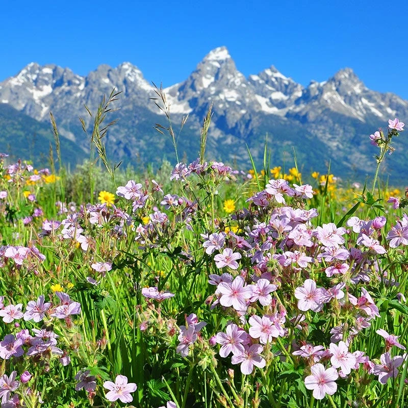Sticky Geranium 6 Sticky Geranium - Image 4