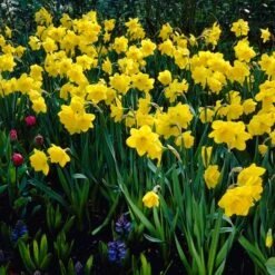 Gigantic Star Large Cupped Daffodil 6 Gigantic Star Large Cupped Daffodil -Cheap Plant & Flowers Store gigantic star daffodil visi11800