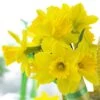 Gigantic Star Large Cupped Daffodil -Cheap Plant & Flowers Store gigantic star daffodil narcissus cropped