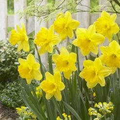 Gigantic Star Large Cupped Daffodil 7 Gigantic Star Large Cupped Daffodil -Cheap Plant & Flowers Store gigantic star daffodil narcissus cropped 1