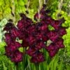 Espresso Gladiolus -Cheap Plant & Flowers Store gladiolus espresso flwoer blooms garden