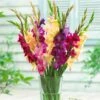 Mardi Gras Gladiolus Mix -Cheap Plant & Flowers Store gladiolus mardi gras mix