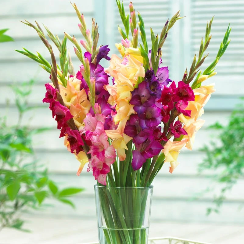 Mardi Gras Gladiolus Mix 3 Mardi Gras Gladiolus Mix