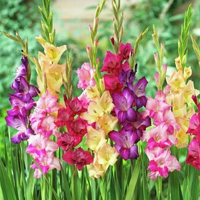 Rainbow Gladiolus Mix 5 Rainbow Gladiolus Mix - Image 3