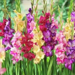 Rainbow Gladiolus Mix 10 Rainbow Gladiolus Mix -Cheap Plant & Flowers Store gladiolusmix4 1