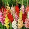 Rainbow Gladiolus Mix 2 Rainbow Gladiolus Mix -Cheap Plant & Flowers Store gladiolusmix5 1