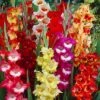 Parrot Gladiolus Mix 1 Parrot Gladiolus Mix -Cheap Plant & Flowers Store gladiolusparrotmix1 1