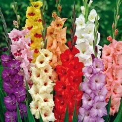 Rainbow Gladiolus Mix 11 Rainbow Gladiolus Mix -Cheap Plant & Flowers Store gladiolusrainbowmix 3