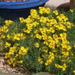 Gold On Blue Prairie Zinnia -Cheap Plant & Flowers Store gold on blue prairie zinnia