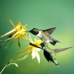 Golden Spur Columbine 10 Golden Spur Columbine -Cheap Plant & Flowers Store golden spur columbine aquilegia