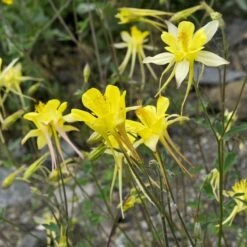 Golden Spur Columbine 11 Golden Spur Columbine -Cheap Plant & Flowers Store golden spur columbine aquilegia