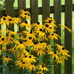 Goldsturm Black Eyed Susan -Cheap Plant & Flowers Store goldstrum black eyed susan 2