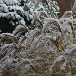 Gracillimus Miscanthus Grass -Cheap Plant & Flowers Store gracillimus miscanthus grass