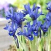 Harmony Specie Iris (Mini Iris) -Cheap Plant & Flowers Store harmony mini iris specie iris 1