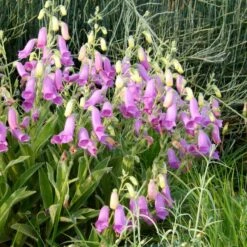 Spanish Peaks® Foxglove -Cheap Plant & Flowers Store hblvz51 digitalis thapsi spanish peaks 2