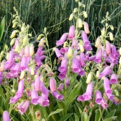 Spanish Peaks® Foxglove -Cheap Plant & Flowers Store hblvz51 digitalis thapsi spanish peaks 3