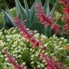 Glowing Embers® Agastache 1 Glowing Embers® Agastache -Cheap Plant & Flowers Store hcg agastache glowing embers agave havardiana melampodium 1 1