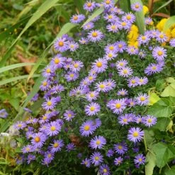 Native Dry Area Wildflower Seed Mix 14 Native Dry Area Wildflower Seed Mix -Cheap Plant & Flowers Store hcg dry area mix aster