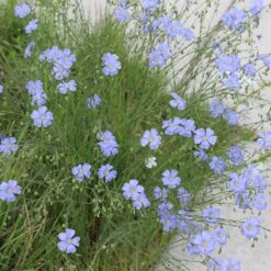 Native Dry Area Wildflower Seed Mix 11 Native Dry Area Wildflower Seed Mix -Cheap Plant & Flowers Store hcg dry area mix flax