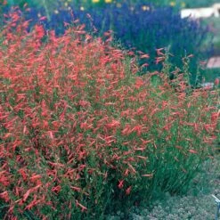 Pineleaf Penstemon 9 Pineleaf Penstemon -Cheap Plant & Flowers Store hcg penstemon pinifolius pineleaf beardtongue 75760
