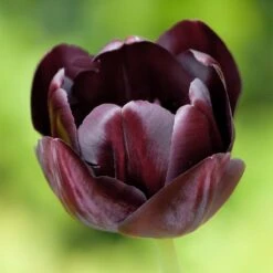 Queen Of The Night Single Late Tulip -Cheap Plant & Flowers Store hcg single late tulip queen of the night