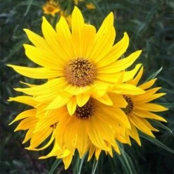 Santa Fe Maximilian's Sunflower (Helianthus) -Cheap Plant & Flowers Store hcgsp15jackganse 23526409 helian