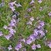 Profuse Pink False Pennyroyal (Hedeoma) -Cheap Plant & Flowers Store hedeoma hyssopifolia profuse pink close