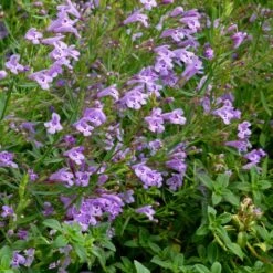 Profuse Pink False Pennyroyal (Hedeoma) -Cheap Plant & Flowers Store hedeoma hyssopifolia profuse pink close up