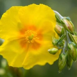 Ben Fhada Rock Rose (Helianthemum) 7 Ben Fhada Rock Rose (Helianthemum) -Cheap Plant & Flowers Store helianthemum ben fhada blooms buds