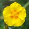 Ben Fhada Rock Rose (Helianthemum) -Cheap Plant & Flowers Store helianthemum ben fhada yellow