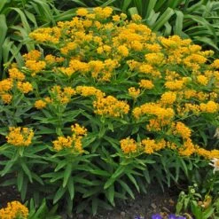 Hello Yellow Butterfly Weed 9 Hello Yellow Butterfly Weed -Cheap Plant & Flowers Store hello yellow butterfly weed