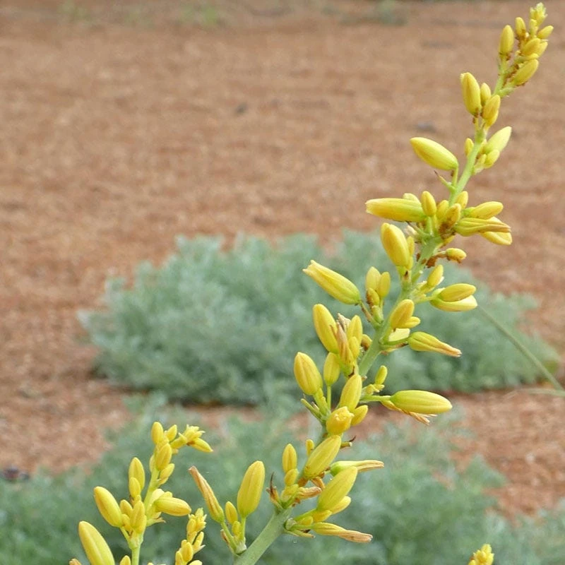 Yellow Flowering Texas Yucca (Hesperaloe) 4 Yellow Flowering Texas Yucca (Hesperaloe) - Image 2