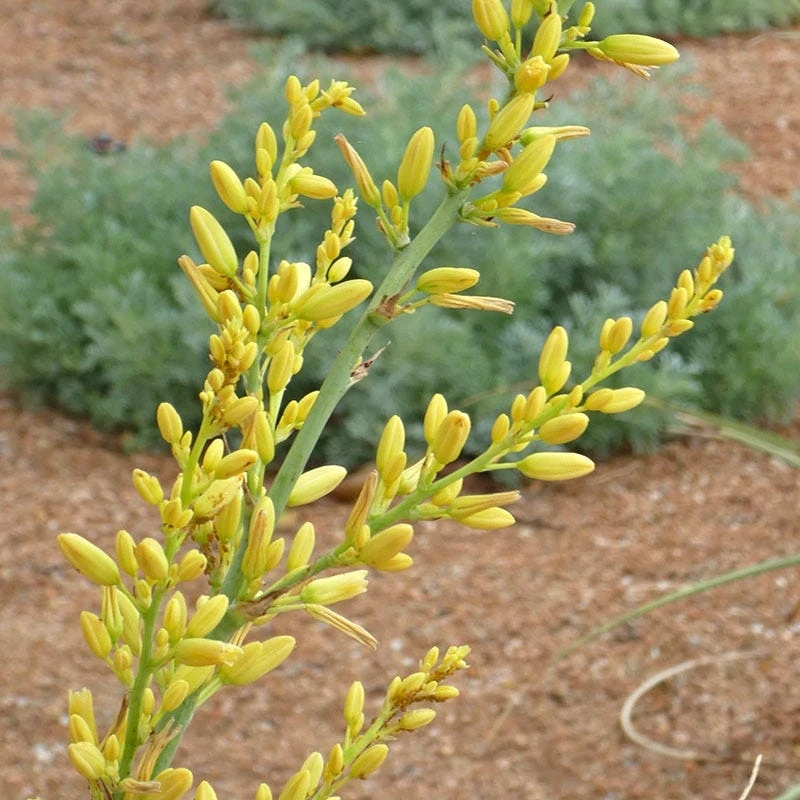 Yellow Flowering Texas Yucca (Hesperaloe) 3 Yellow Flowering Texas Yucca (Hesperaloe)
